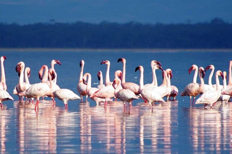 Vanuit Nairobi: Dagtocht naar de meren van Nakuru &amp; Naivasha Nationaal Park