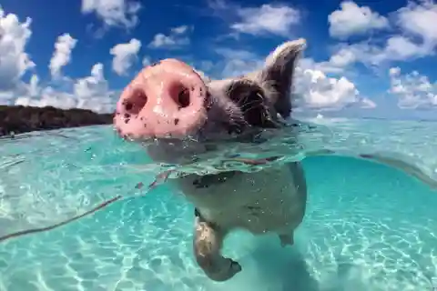 Kho tan e Kho Madsum da Samui