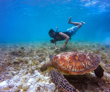Snorkel Khor Fakkan's Colorful Shores