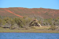 Kalbarri, Cruise on the Murchison River - Housity
