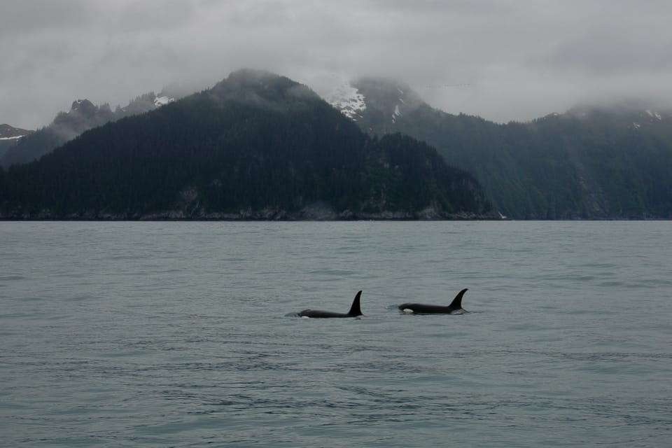 De Seward, une demi-journée de croisière pour la faune dans la baie de la Résurrection - Hizvo