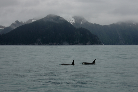 From Seward: Half-Day Resurrection Bay Wildlife Cruise Tour 4 Hour 12:30 PM Departure