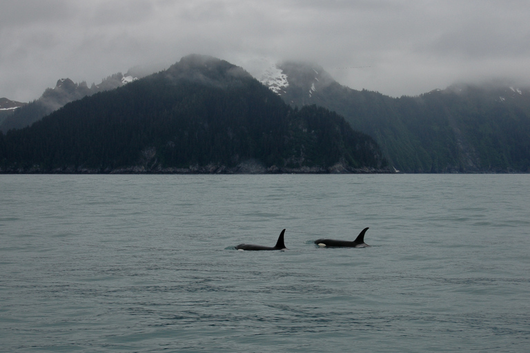 From Seward: Half-Day Resurrection Bay Wildlife Cruise Tour 4 Hour 12:30 PM Departure