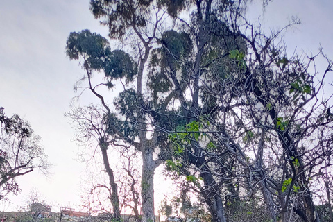 Copacabana, Sun Island 1 day private tour