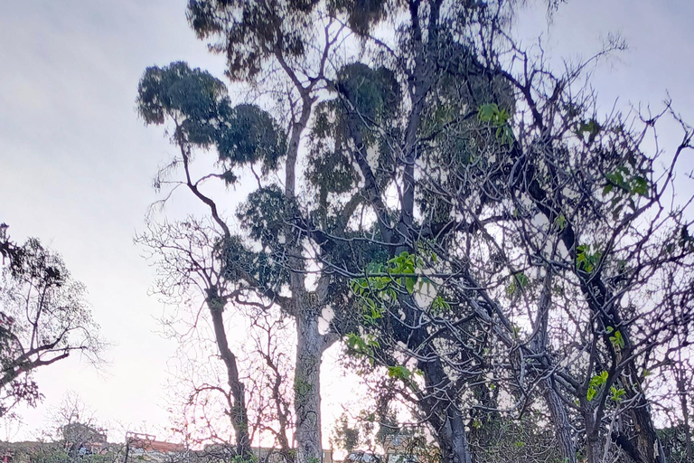 Copacabana, Sun Island 1 day private tour