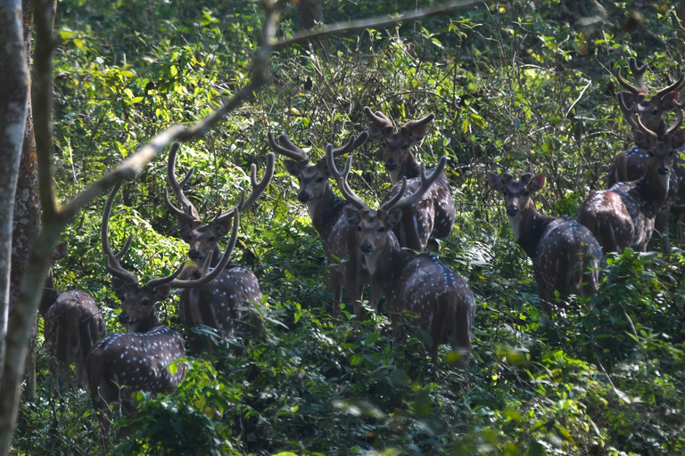 3 Nights 4 Days Chitwan National Park Tours