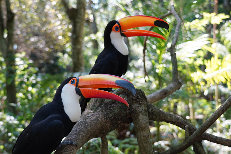 Wodospady Iguassu: Wodospady Iguassu we wszystkich wymiarach