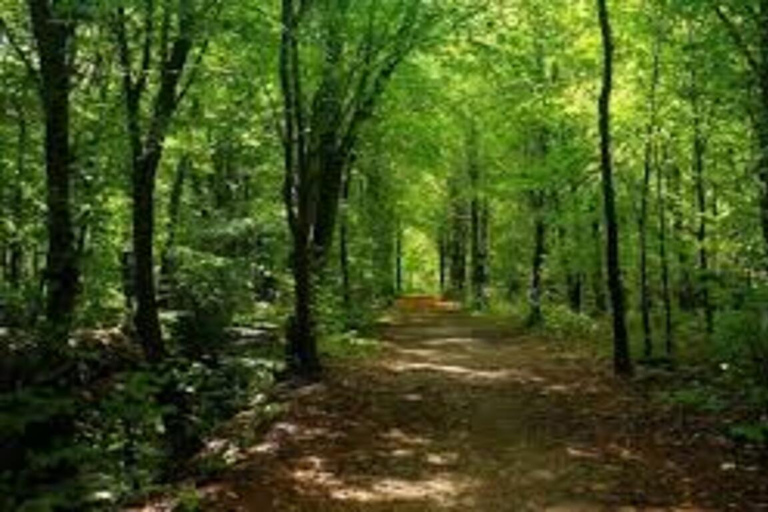 Addis Ababa: Menagesha Suba Forest Nature Escape
