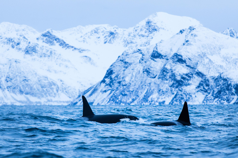 From Tromsø: Whale watching safari to Skjervøy