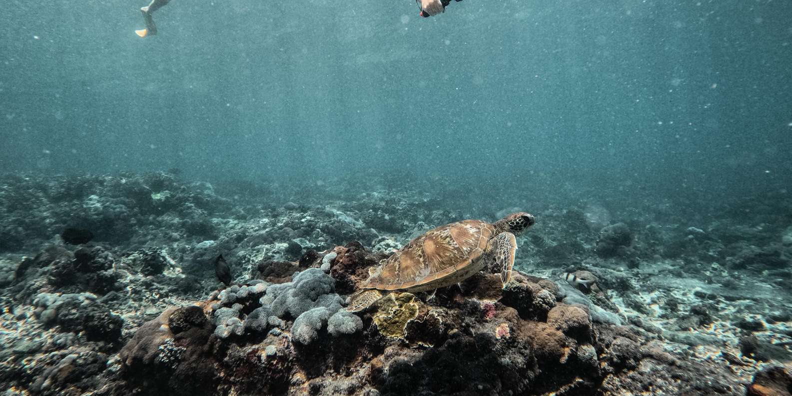 Bali: Premium Yacht Nusa Penida Manta Snorkeling & Land Tour — gallery image 21