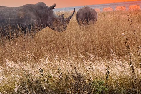 Nairobi Park Safari, Sheldrick's Orphanage & Giraffe Center Shared Drive in Open-Roof Van Game Drive