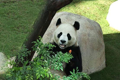 Al Khor: Panda House Visit with Transportation from Doha