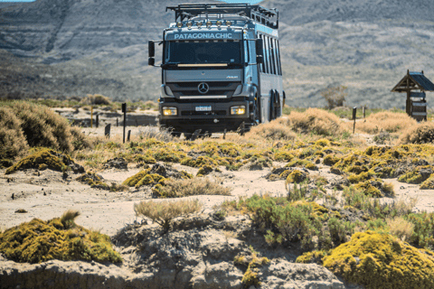 El Calafate: Monte León 4x4 Wolves and Penguins Excursion