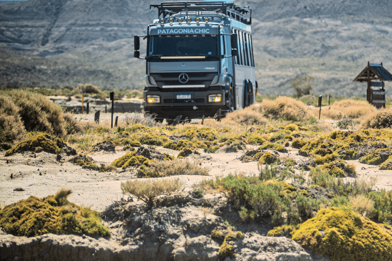 El Calafate: Monte León 4x4 Wolves and Penguins Excursion