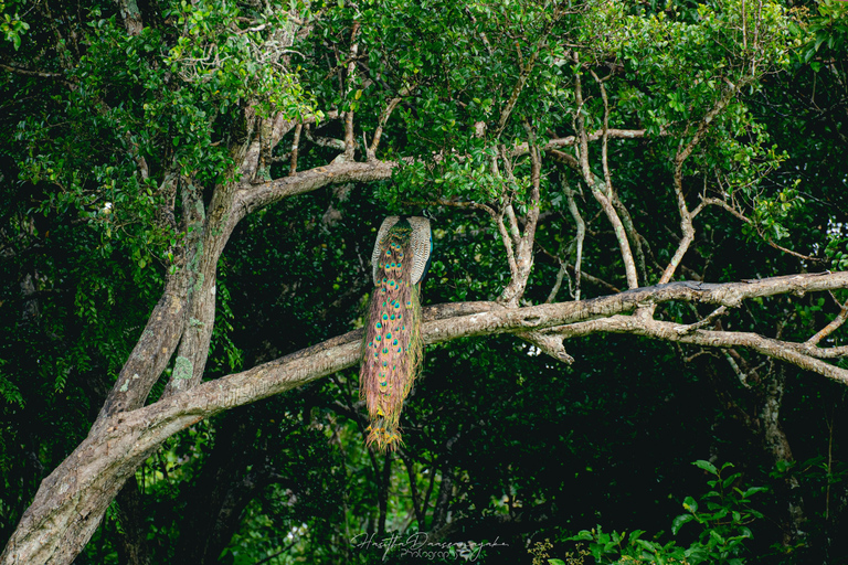 From Sigiriya: Lion Rock & Polonnaruwa Cultural Day Tour