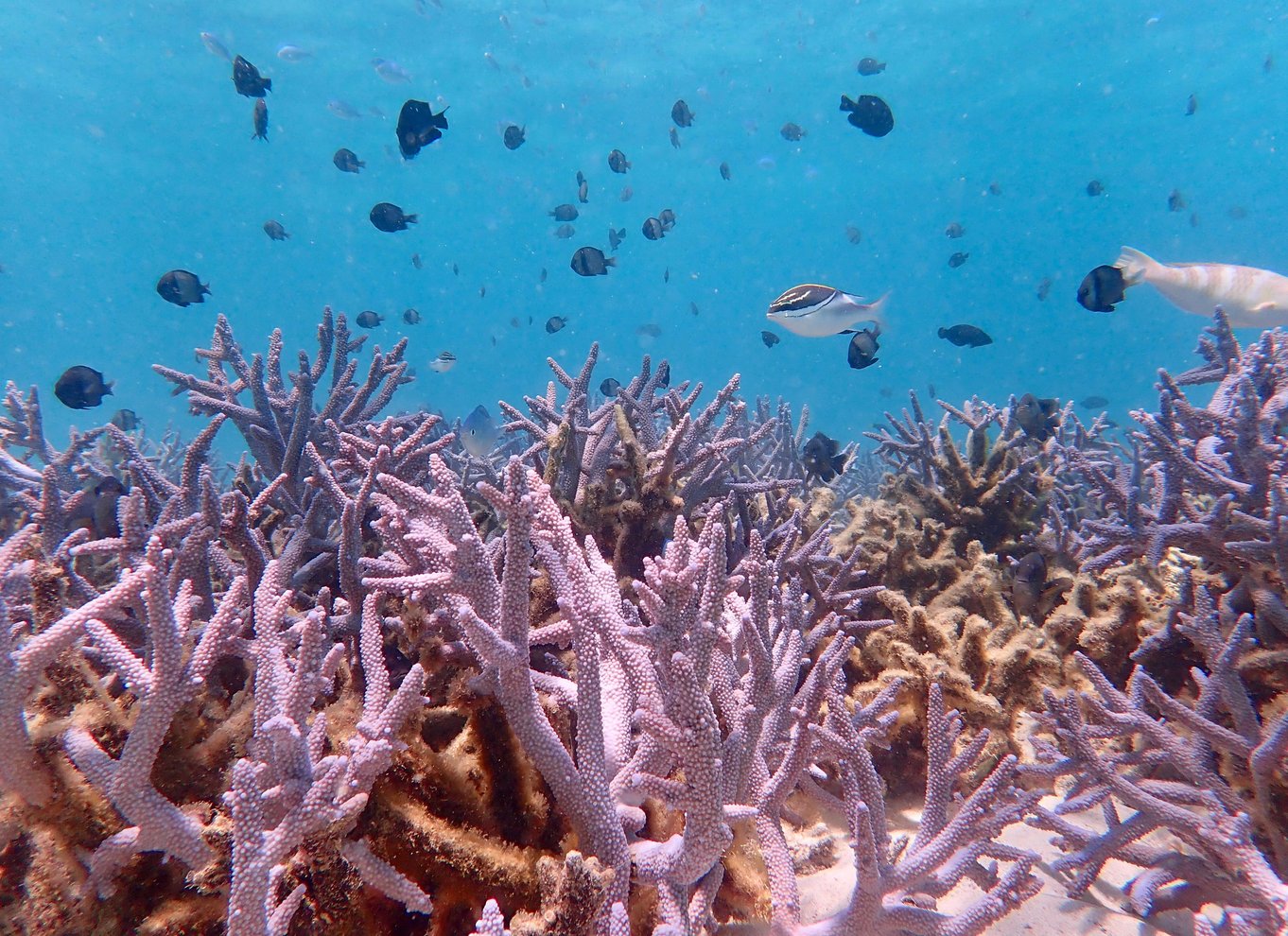 Exmouth: Heldagstur til Ningaloo på en dag