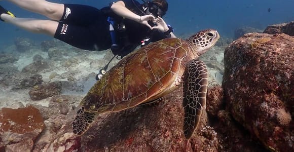 Phuket: Fun Dive to Phi Phi, Shark Point & Racha Islands