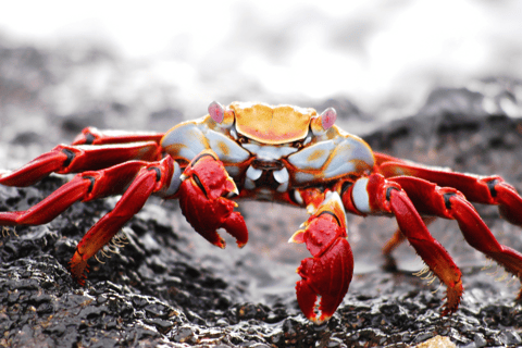 Tour de 9 días al aire libre en Galápagos