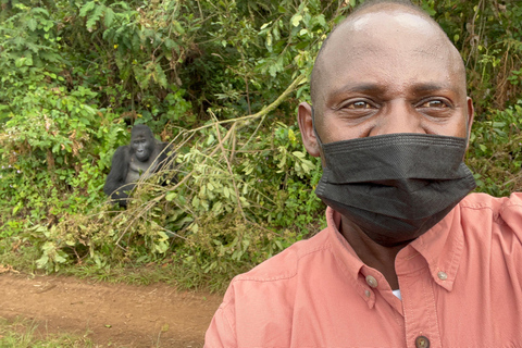 3-tägiges Kongo (DRC) Tiefland-Gorilla-Tracking ab Ruanda