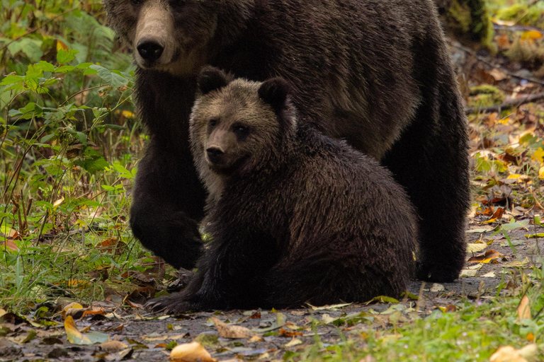 Campbell River: Toba Bears and Wilderness Grizzly Bear Tour