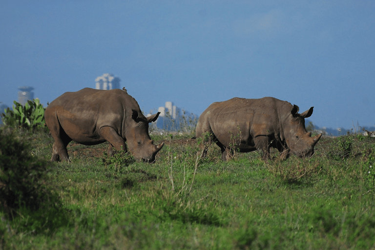 Nairobi National Park Day Trip & Sundowner Adventure Nairobi National Park Day Trip & Sundowner Adventure