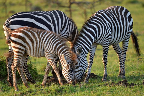 Safari di 4 giorni nel Masaai Mara e nel Parco Nazionale del Lago Nakuru