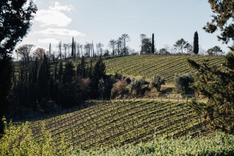 Ab Florenz: Chianti Hills Wineries Tour mit VerkostungChianti Hills Wineries Tour auf Englisch mit Verkostung
