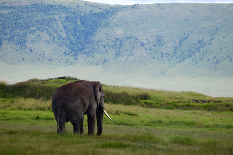 Arusha: Ngorongoro Crater Full-Day Safari Ngorongoro Crater: Full Day Safari