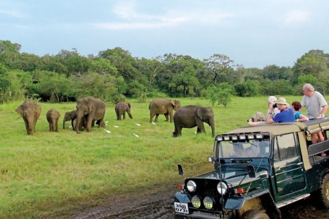 Desde Ella: Safari por Udawalawe y Aventura con Almuerzo Local