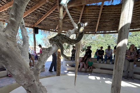 Djerba: Crocodiles, Guided Museum Tour & Free Souvenir