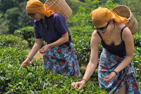 Kandy: Nuwara-Eliya Trip with Driver-Guide & Scenic Stops