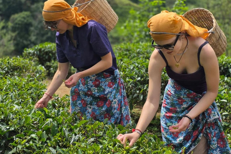 Kandy: Nuwara-Eliya Trip with Driver-Guide & Scenic Stops