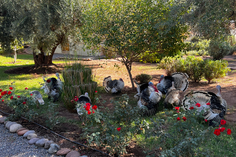 Clases de Experiencia, Cocina, Cerámica y MosaicoClase de cerámica y comida en la granja