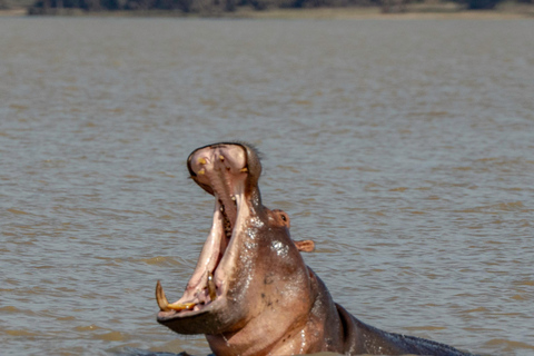 Zanzibar: 2-dniowe safari w Parku Narodowym Nyerere z promem