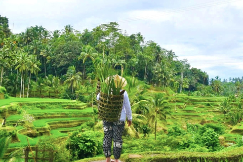 Ubud: Waterfalls, Sacred Monkey Forest & Rice Terraces Tour Private Half-Day Tour (5-6 Hours)
