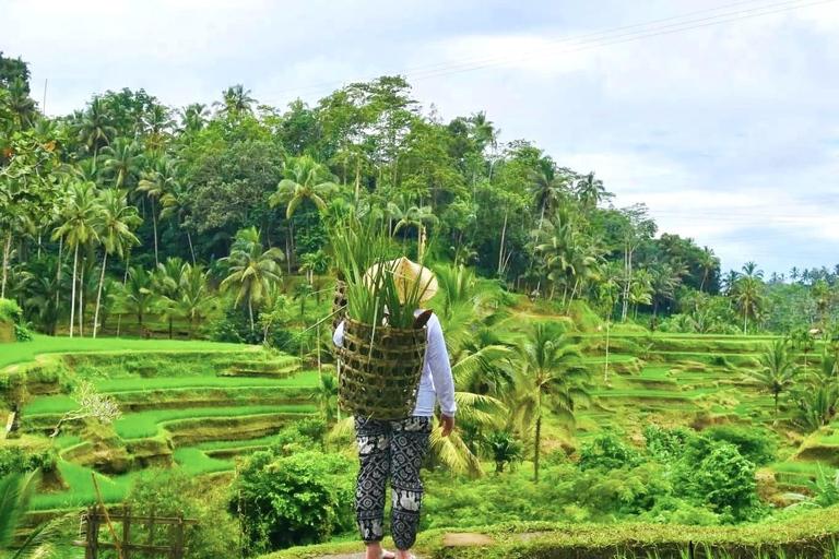 Ubud: Waterfalls, Sacred Monkey Forest & Rice Terraces Tour Private Half-Day Tour (5-6 Hours)