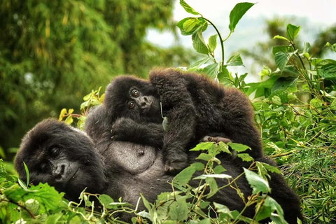 Excursion d&#039;une journée à Gorilla Trekking avec déjeuner