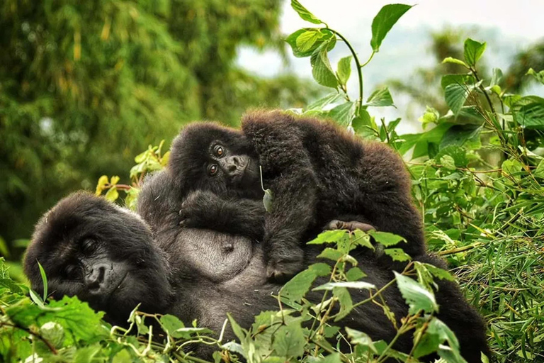 Escursione di un giorno al Gorilla Trekking con pranzo