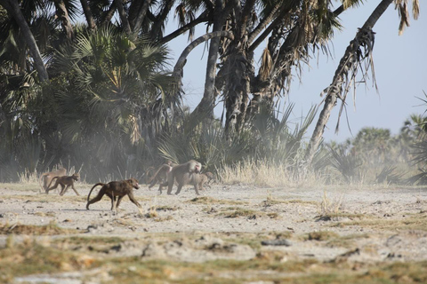 3-tägige Tagestour zum Awash National Park