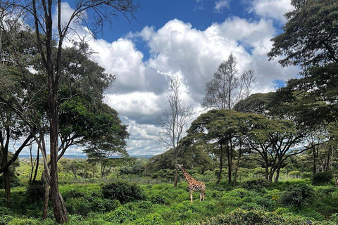 Nairobi: Giraffes, Karen Blixen & Cultural Rhythms