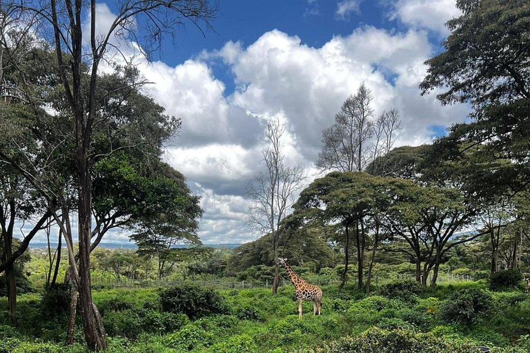 Nairobi: Giraffes, Karen Blixen & Cultural Rhythms