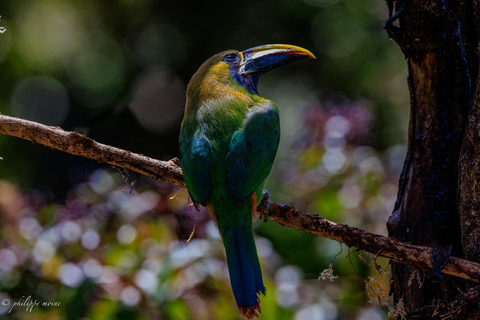 Monteverde: Dawn Birding with Finca Lantana's Owners