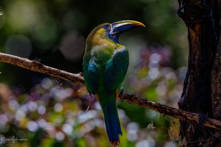 Monteverde: Dawn Birding with Finca Lantana's Owners
