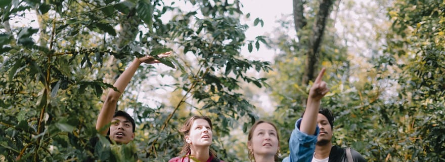Lombok : visite d'une plantation de café avec dégustation