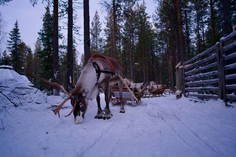 Levi: Enchanted 1.5km Forest Reindeer Sleigh Ride