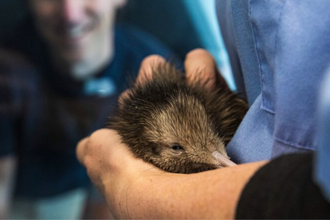 Private Day Tour - Rotorua, Kiwi Hatchery & Māori Culture