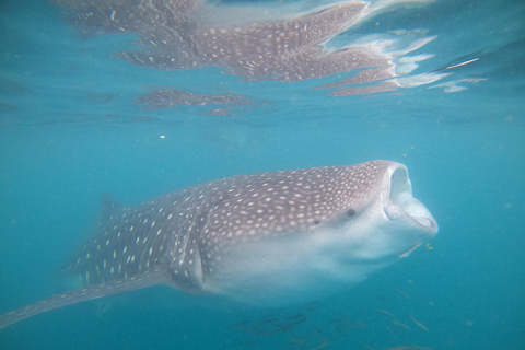 Small group Whale Shark snorkeling in La Paz, BCS, Mexico