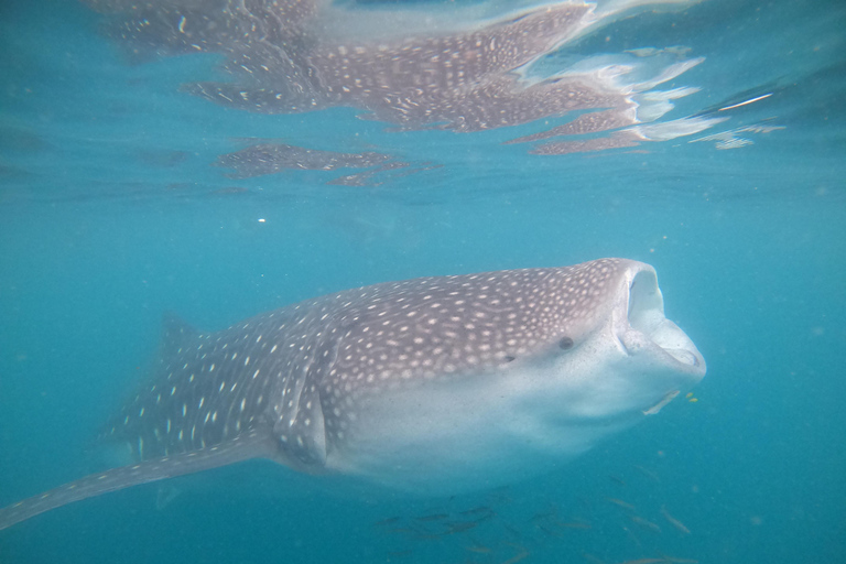 Small group Whale Shark snorkeling in La Paz, BCS, Mexico