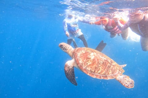 Panglao: (with BBQ Lunch) Snorkel with Turtles, Visit a Sandbar - Image 2