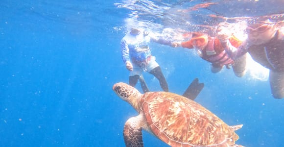Panglao: (with BBQ Lunch) Snorkel with Turtles, Visit a Sandbar
